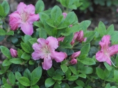 Azalea japonica 'Betty Muir' 